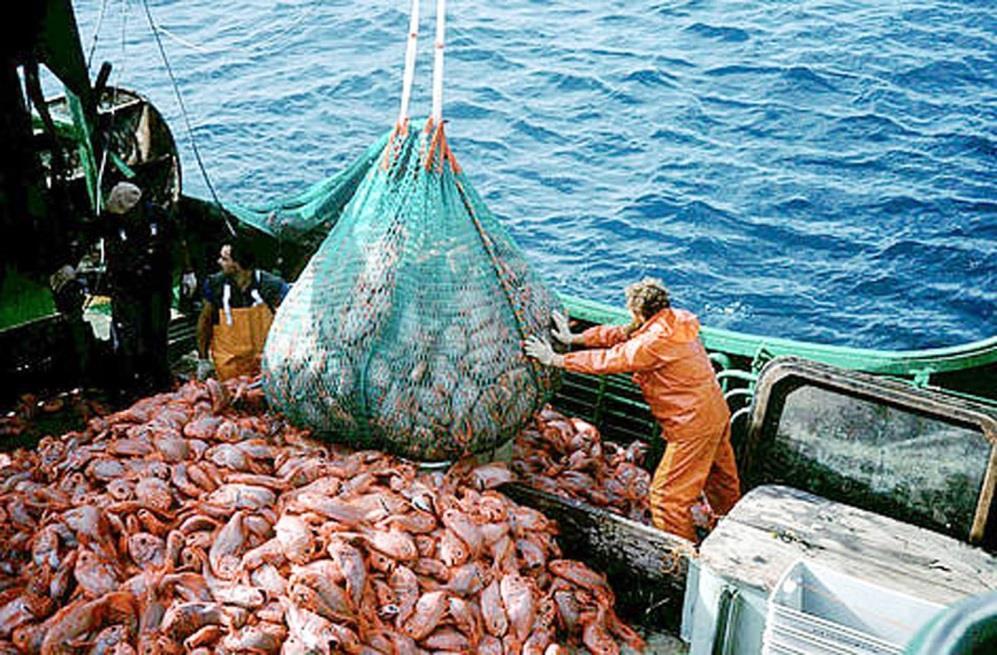 Commercial Fishing Commercial fishing is the capture of a particular fish species or other marine species for profit.