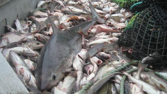 Bycatch - Disadvantages A recent WWF report estimates that bycatch represents 40% of global marine catches, and that in many cases the fish discarded are juveniles.