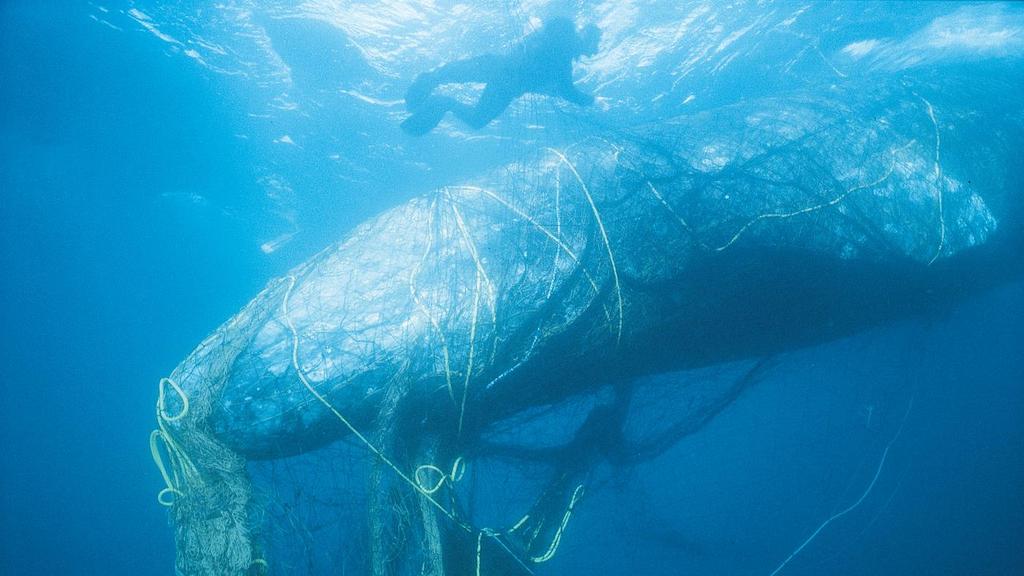 Ghost Fishing - Disadvantages Ghost fishing is the result of nets and other fishing materials that are accidentally or intentionally abandoned in the sea.