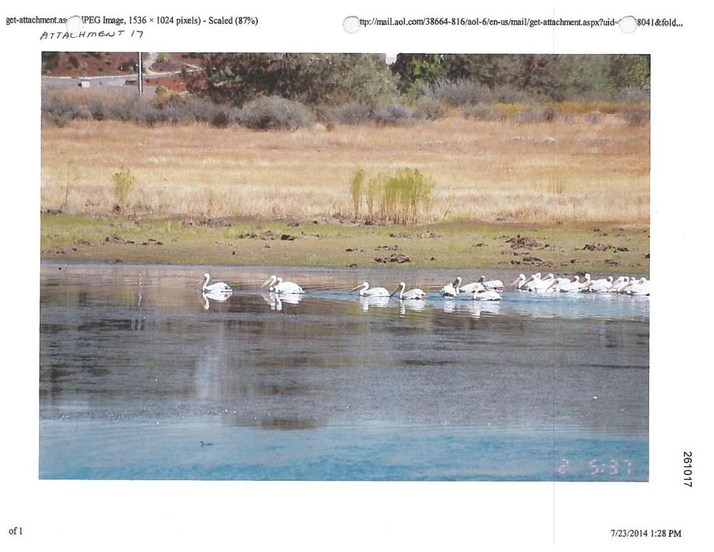 Attachment 17. A flock of American White Pelicans on Bass Lake, 7/23/2014 Michael J.