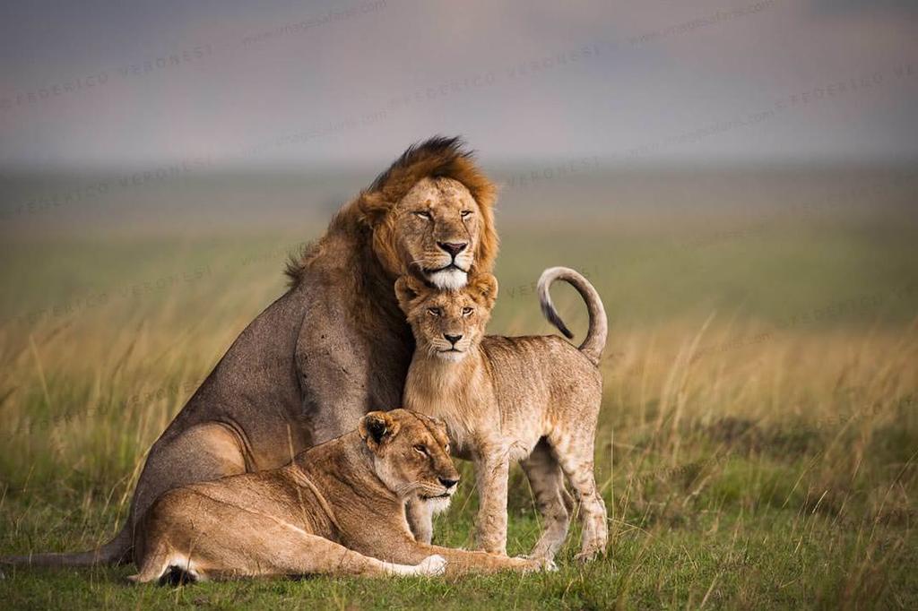 DAY 7: OCT 12 th MASAI MARA NATIONAL RESERVE (SAFARI) The Masai Mara is one of Africa s greatest wildlife reserves.