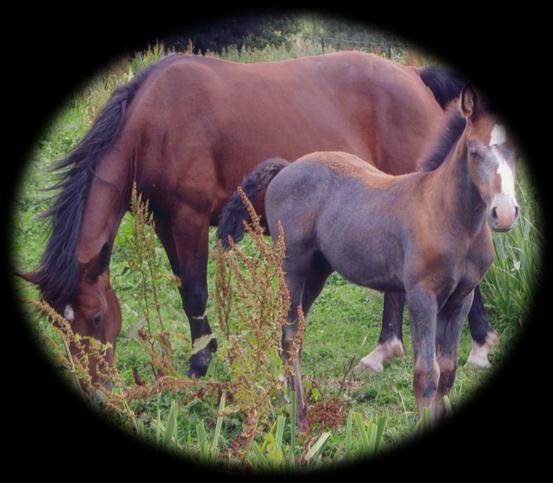 BALLINASLOE Horse & Agricultural Show NName:.... on Sat.