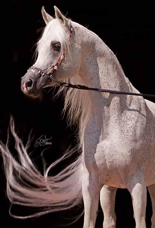 conclusion The designation of pure, in today s world, is a misnomer when applied to any Arabian horse.