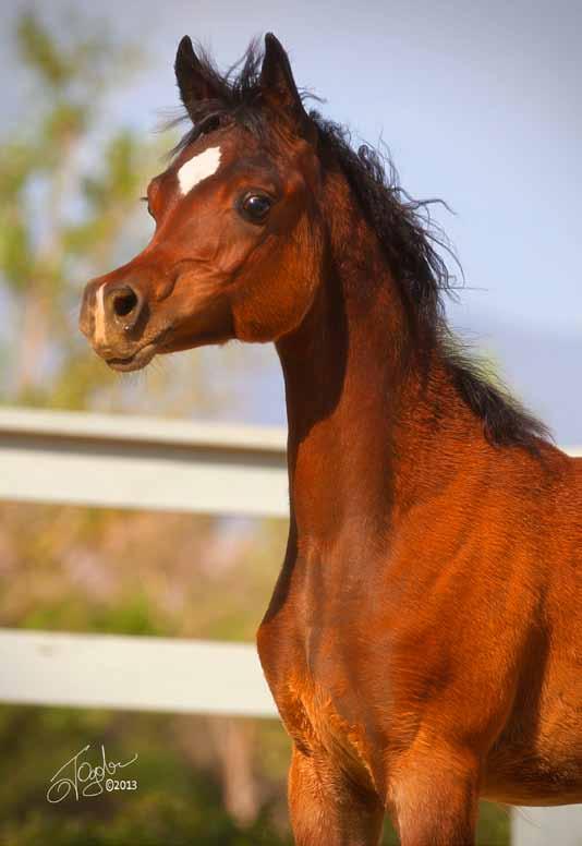 Resources: - Bred for Perfection; Shorthorn Cattle, Collies, and Arabian Horses since 1800: Margaret Derry - Thoroughbred Heritage Web Site, Anne Peters - Arabian Horse Data Source Web Site, Arabian