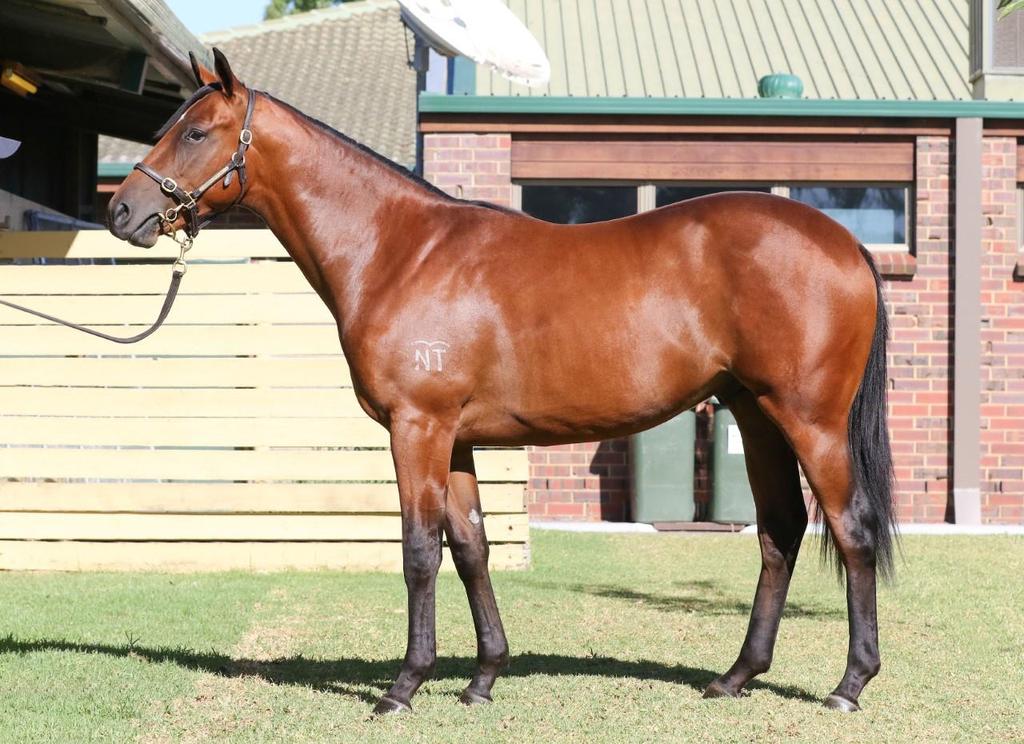 SIZZLING DEDICATION COLT Sizzling colt out of Dedication 2015 $8,500 per 10% share (5% shares $4250) - Tony Gollan to train at Eagle Farm This is a cracking colt and he certainly attracted my