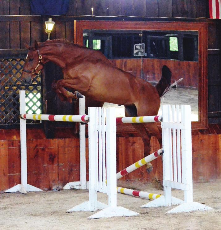 SPORT HORSE BREEDING ISSUE Free-jumping develops the young horses comfort, natural shape and timing at Bannockburn Farm. the mental acuity to actually manage all of that [talent], he continued.