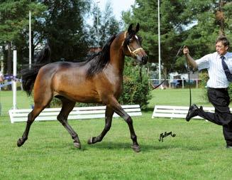 Bred and owned by Vicke Philip-Sörensen, Blommeröd Arabian Stud There are two sides to every pedigree and each is equally important.
