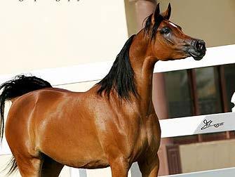 On May 1995,15, Kajora foaled a handsome bay colt; he was named Gazal Al Shaqab. Almost immediately, Gazal Al Shaqab was a show ring sensation.