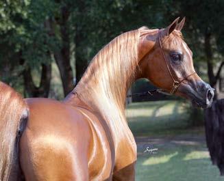 SF Veraz Trussardi and to create an equal or even better resulting offspring. Gazal Al Shaqab stood his first breeding season in 1997.