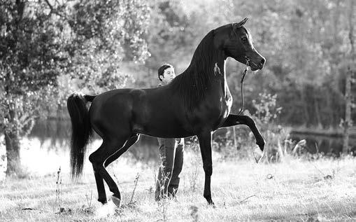 Gazal Al Shaqab has sired national and international champions for breeders around the world including his homeland.