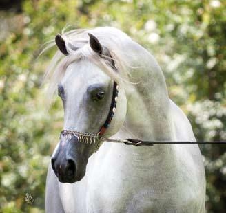 Every year, every foal crop, Marwan Al Shaqab sires more champions. The list seems to be endless. Marwan Al Shaqab s champion offspring are found in almost every country of the world.