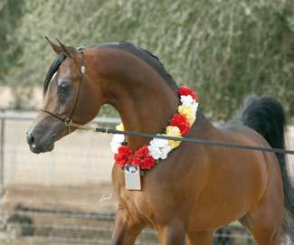 to the breed through his progeny. There is a long list of Gazal Al Shaqab offspring bred in the United States that are proving to be superstar show horses as well as important breeding horses.