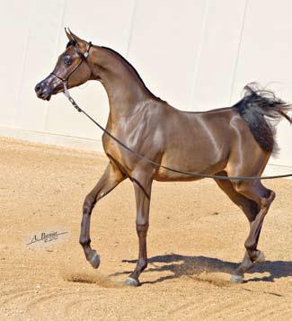 HB Arabians, standing at Shada Arabians, Inc. NW SIENSEI - 2008 U.S. National Champion Yearling Colt - foaled 2007, out of NW Siena Psyche by Padrons Psyche, bred by Ruth and Michael Doe, owned by El Gabry Stud and Al Baydaa Stud, Egypt.