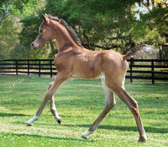 foaled 2010, out of NW Siena Psyche by Padrons Psyche, bred by Ruth and
