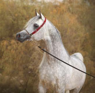 Gazal Al Shaqab The Legacy Of A Legend Al Shaqab, Member Qatar Foundation is the owner of the great sire Gazal Al Shaqab and will be the main force directing his future.