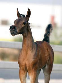 Her eldest son, GHASHAM AL SHAQAB (by Al Adeed Al Shaqab), a 2010 colt, was shown twice to date and named 2011 U.