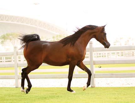 How will Al Shaqab use this super power stallion in their breeding