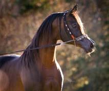 In the early days of Arabian horse breeding, there were no shows or competitions to prove a horse s superiority.