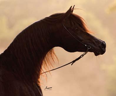 Gazal Al Shaqab His Amazing Offspring The goal of every Arabian horse breeder is to create the absolute best horse possible and to maintain that level of quality or improve upon it with each