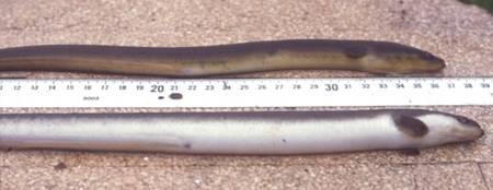 River and Sea lampreys migrate out to sea in Autumn after metamorphosing from their larval stage, returning to spawn as adults.