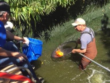 The guys on top are set up to bag the koi as they are caught. Ed nets another and will pass it up.
