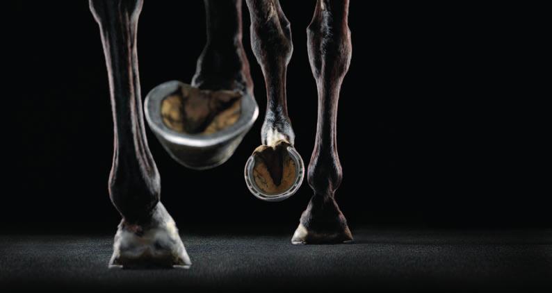addressing the problem from within. EquiHoof Farrier approved EquiHoof provides an all-in-one formulation to maintain hoof quality and strength.