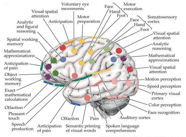 Cognitive functions Cognition is "the mental action or process of acquiring knowledge and understanding through thought, experience, and the senses.