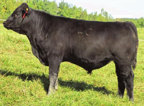 A.I. ON MAY 2 TO DUFF BODYBUILDER 763. EXPOSED FROM MAY 15 TO AUG 28 TO MWC TOMBOY 121U. SAFE TO AI DATE. A full sister to Lot 1 and she is also a fancy fronted, well footed and great uddered cow.