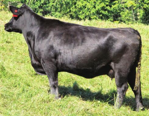 EXPOSED FROM MAY 15 TO AUG 28 TO MWC TOMBOY 121U. Our first daughter of HA Image Maker 0415 to sell in this book. He has done an amazing job for us, in the purebred herd and commercial herd.