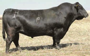 8 PE +51 PE +88 PE +27 PE +52 SERVICE: EXPOSED FROM MAY 15 TO AUG 28 TO MWC TOMBOY 121U. A HA Image Maker 0415 daughter out of 115F. Another great donor cow prospect with her pedigree and background.