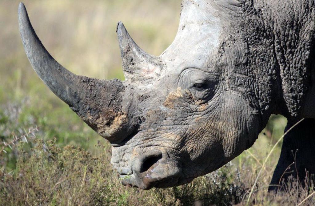 There are so many myths about the rhino horn which have escalated the poaching these animals The African Wildlife Foundation (AWF) urges the D.C.
