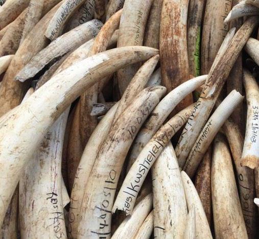 The Council is currently considering a draft Elephant Ivory and Rhinoceros Horn Trafficking Prohibition bill that will outlaw the importation, sale, purchase, barter or possession with intent to sell