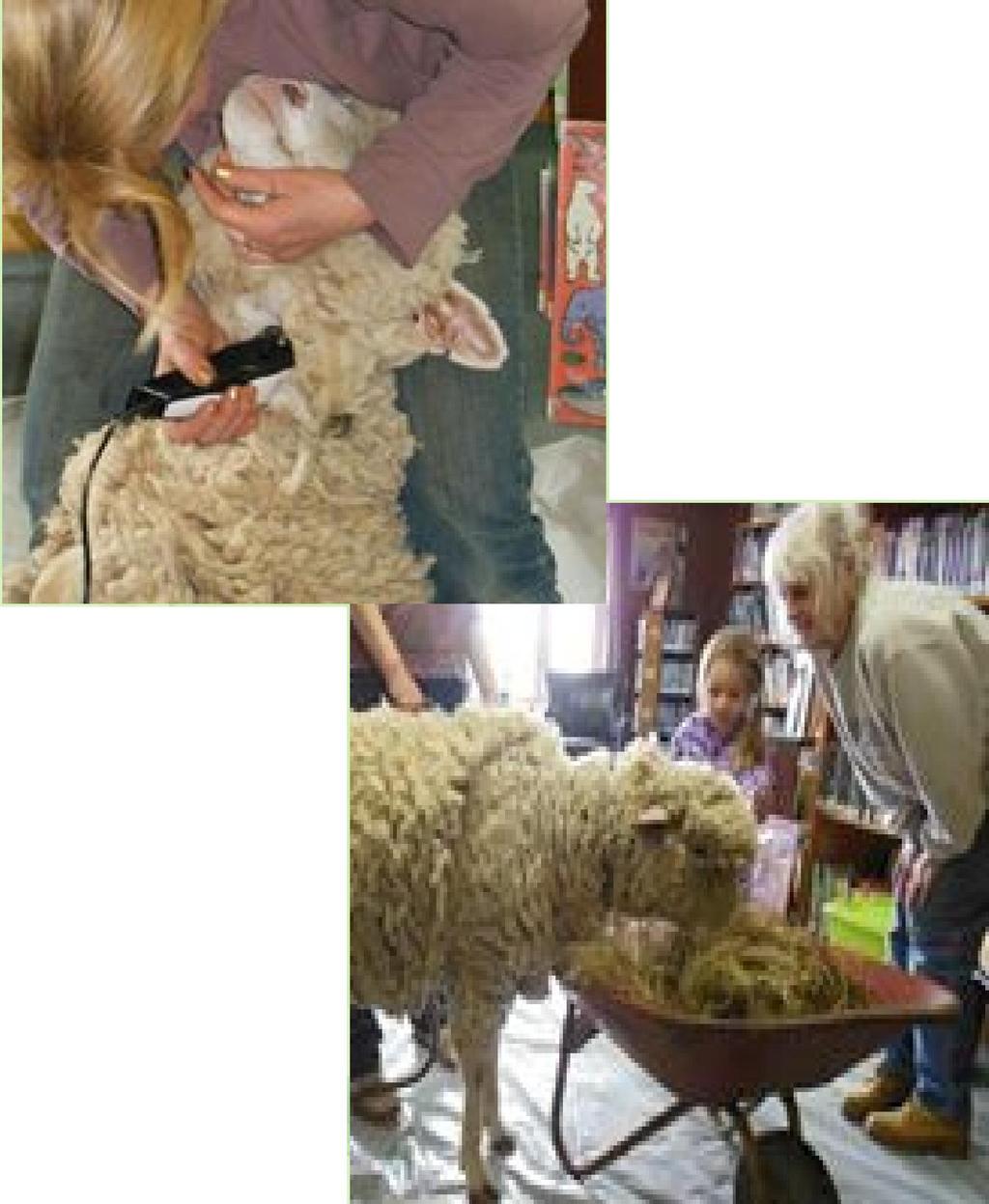Sheep Shearing and Spinning All ages love
