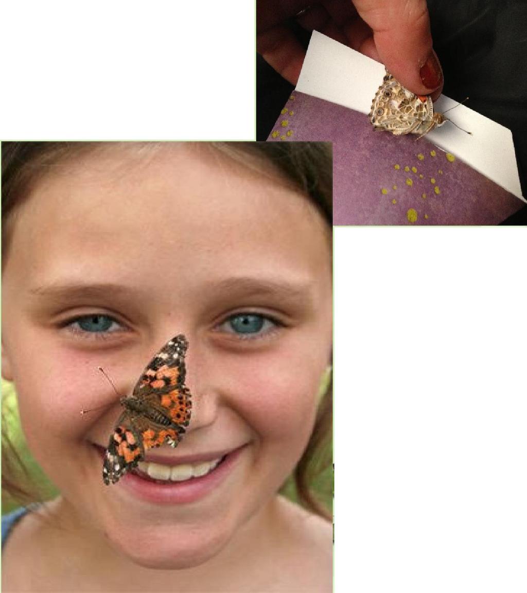 Butterfly Release Personally connect with a butterfly and