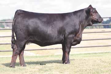 ... bred females... MAGS Manuela, dam of Lot 20. SSTO Starla 6803S, dam of Lot 21. CFLX Zula 269Z at Fort Worth Stock Show. lot 20 AUTO ELLEN 425Z PB Limousin (94) Cow Polled Double Black 09.27.