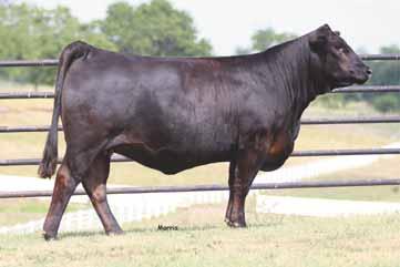 14 to AUTO Road Miles (HB/HP) - This polled and black purebred heifer an amazing consignment from Pinegar Limousin - She is a daughter of one of the hottest bulls in the breed right now, AUTO