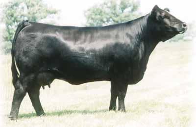03 41 27 24 20 14 15 25 P - P P P P P - Bred to CFLX Wild Card, seven months safe - Black and homozygous polled - Here is a daughter of EF Smack Down 764S, the once national reserve champion Lim-Flex
