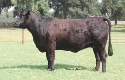 ... bred females... lot 26 DMAR YANG 07Y PB Limousin (100) Cow Homo Polled Homo Black 03.17.
