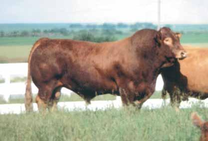 Her dam is a daughter of GPFF Blaque Rulon that has been a top producing donor in the DeMar program - Consigned by DeMar Farms, Canton, TX lot 27 DMAR YVETTE 13Y PB Limousin (100) Cow Homo Polled