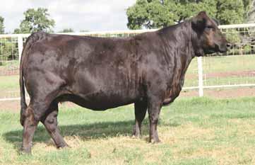 ... bred females... lot 33 BLCX BLACK MADONNA 033U PB Limousin (100) Cow Polled Double Black 04.02.