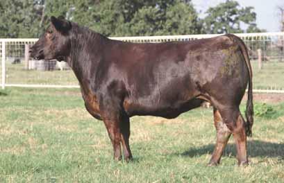13 safe bred to CLLL Burbank - This 50% Lim-Flex daughter of GAR Integrity will make a tremendous brood cow and foundation female for any program - She is represents a proven pedigree being sired by