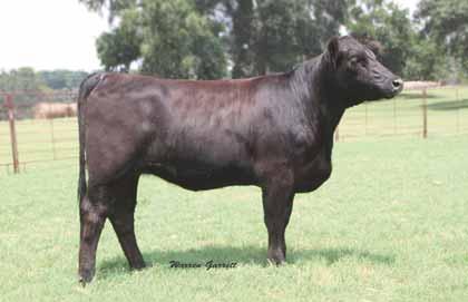 ... bred females... lot 39 DMAR ZARIAH 34Z Lim-Flex (69) Cow Double Polled Double Black 09.10.