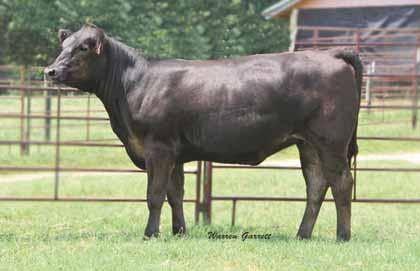 She is sired by the big numbered MAGS Utley that is doing a tremendous job in the Hayhook Limousin program - This young female offers a strong set of EPD s with a 91 for yearling weight, 25 for milk