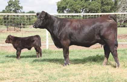 ... bred females... lot 46 L&M ELISE PB Limousin (100) Cow Homo Polled Homo Black 04.01.