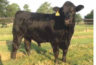 lot 50 MAGS ZERASIA Lim-Flex (56) Cow Double Polled Homo Black 03.17.