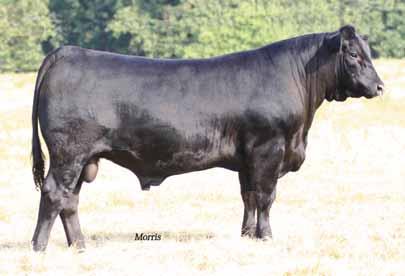 02B - Bull, double polled, double black, 04.04.14, SBSC 02B, LFM 2050410, 25% Lim-Flex. Sired by EXAR Significant 1769B. BW: 72 lbs. EPD s 50A - 0.