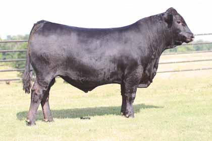 ... bulls... lot 54 AUTO SECRET WEAPON 522A % Limousin (88) Bull Homo Polled Homo Black 03.30.