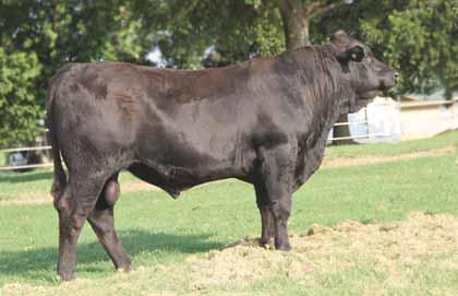 44 - Here is a big time herd sire prospect that represents the Pinegar program - He is an extremely big numbered son of AUTO Dollar General 122R and from a daughter of Wulf s Nasa - He posts a 0.