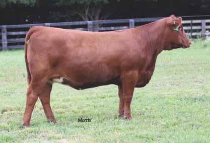 Limousin (81) Bull Double Polled Double Black 03.10.