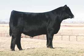 ... embryos... 3R MS Touch 51H 21M, dam of Lot 61 embryos.